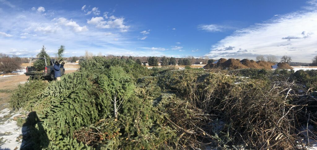 Panoramic view of the tree and mulch pile.