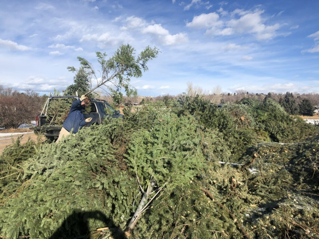 Christmas tree being tossed into a pile at Lakewood's Greenhouse.