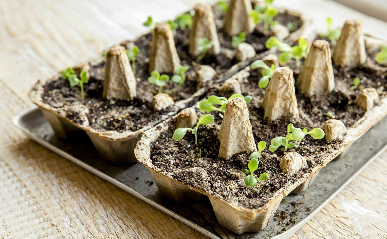 Seedlings growing inside a cardboard egg carton.